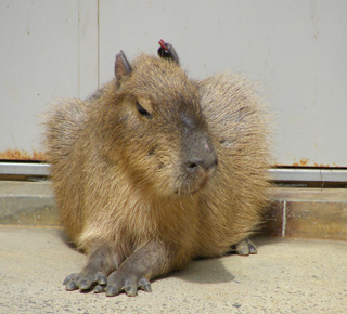 Capybara