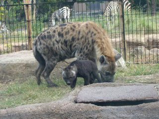 Capybara